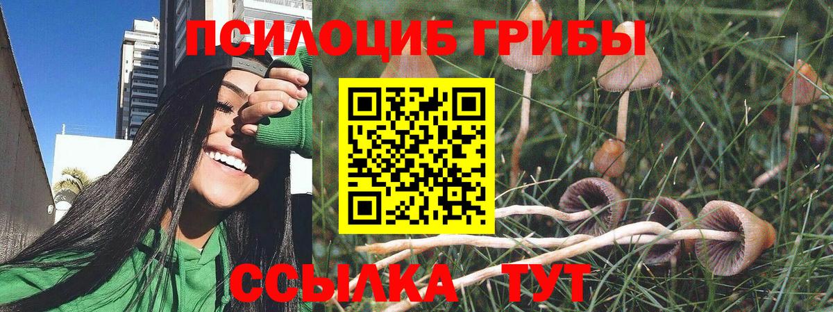Гудермес  Галлюциногенные грибы Cubensis  Псилоцибиновые грибы Cubensis  Вход с VPN 