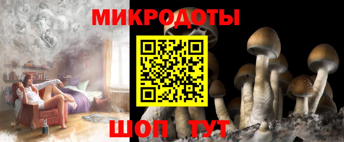 Галлюциногенные грибы Psilocybe Гудермес